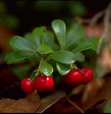 Uva ursi or bearberry can help with cystitis