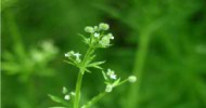 Cleavers is a natural remedy for swollen glands such as tonsillitis