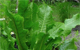 horseradish herbal remedy