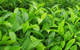 Green tea herbal remedy