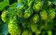 hops herbal remedy