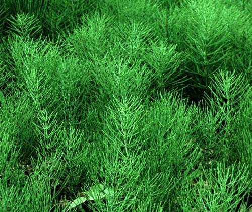 Horsetail can help with kidney stones