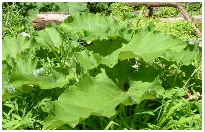 Burdock root is a natural remedy for psoriasis and eczema
