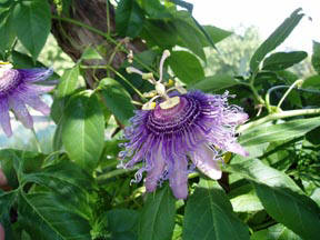 Passion flower can help with anxiety and hysteria
