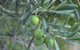olive leaf herbal remedy